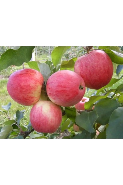 Яблуня домашня Мельба плодів